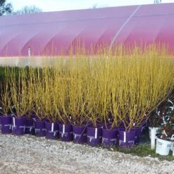Yellow Twig Dogwood Shrub -Evergreen Trees Sales Store Yellow Twig Dogwood 8