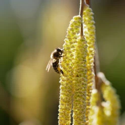 York Filbert Hazelnut 11 York Filbert Hazelnut -Evergreen Trees Sales Store York Hazelnut 2