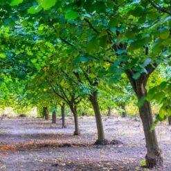 York Filbert Hazelnut 9 York Filbert Hazelnut -Evergreen Trees Sales Store York Hazelnut 4