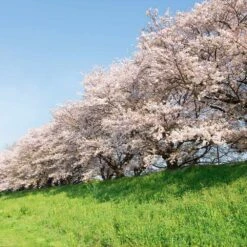 Yoshino Cherry Tree -Evergreen Trees Sales Store Yoshino Cherry 7 FGT