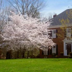 Yoshino Cherry Tree -Evergreen Trees Sales Store Yoshino Cherry 8 FGT