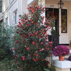Yuletide Camellia 7 Yuletide Camellia -Evergreen Trees Sales Store Yuletide Camellia 4 BB