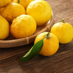 Yuzu Tree 7 Yuzu Tree -Evergreen Trees Sales Store Yuzu Citrus 3 FGT