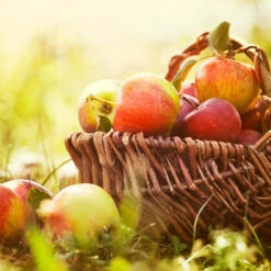 Zestar Apple Tree -Evergreen Trees Sales Store Zestar Apple 2