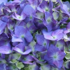 Let's Dance® Blue Jangles Hydrangea Shrub -Evergreen Trees Sales Store hydrangea lets dance blue jangles 3