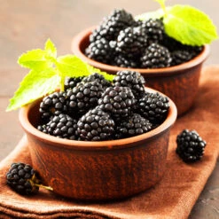 Kiowa Blackberry Bush -Evergreen Trees Sales Store kiowa blackberry 3