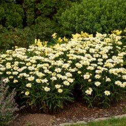 Amazing Daisies® ‘Banana Cream II’ Shasta Daisy -Evergreen Trees Sales Store leucanthemum amazing daisies banana cream ii 3