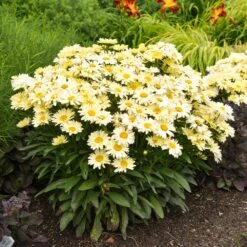 Amazing Daisies® ‘Banana Cream II’ Shasta Daisy -Evergreen Trees Sales Store leucanthemum amazing daisies banana cream ii gal