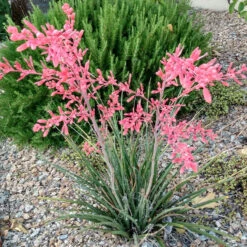 Red Yucca Little Giant