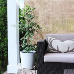 Miracle Berry Plant -Evergreen Trees Sales Store mIRACLE bERRY 4 FGT