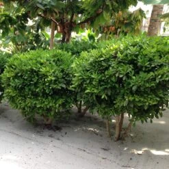 Miracle Berry Plant -Evergreen Trees Sales Store mIRACLE bERRY 6