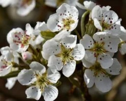 Olympic Giant Asian Pear Tree -Evergreen Trees Sales Store olympic pear 450 1