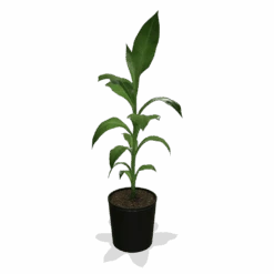 Cold Hardy Banana Tree -Evergreen Trees Sales Store products 0759c65d 800b 498b b0a2 d9fb8d8c790e