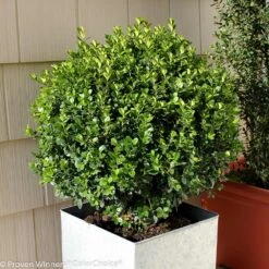 Sprinter® Boxwood Shrub -Evergreen Trees Sales Store sprinter boxwood 2 FGT