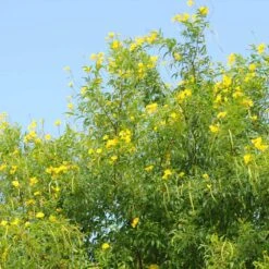 Sundance Tecoma -Evergreen Trees Sales Store tECOMA sTANS sUNDANCE 1