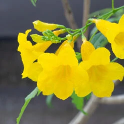 Sundance Tecoma -Evergreen Trees Sales Store tECOMA sTANS sUNDANCE 3