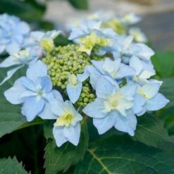 Tuff Stuff Ah-Ha® Hydrangea Shrub -Evergreen Trees Sales Store tuff stuff ah ha hydrangea 3