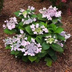 Tuff Stuff Ah-Ha® Hydrangea Shrub -Evergreen Trees Sales Store tuff stuff ah ha hydrangea 7 FGT