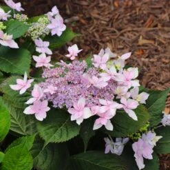 Tuff Stuff Ah-Ha® Hydrangea Shrub -Evergreen Trees Sales Store tuff stuff ah ha hydrangea 8