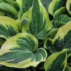 Wide Brim Hosta 6 Wide Brim Hosta -Evergreen Trees Sales Store wide brim hosta 1