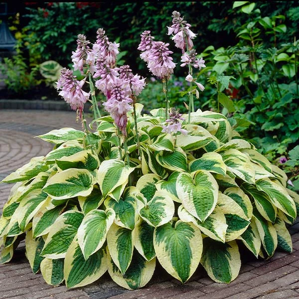 Wide Brim Hosta 1 Wide Brim Hosta
