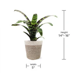 Zebra Plant In Decorative Pot -Evergreen Trees Sales Store zebra jute 1