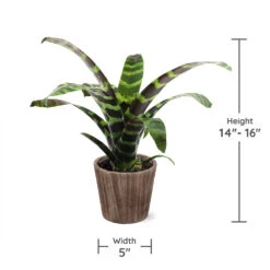 Zebra Plant In Decorative Pot -Evergreen Trees Sales Store zebra wood 3